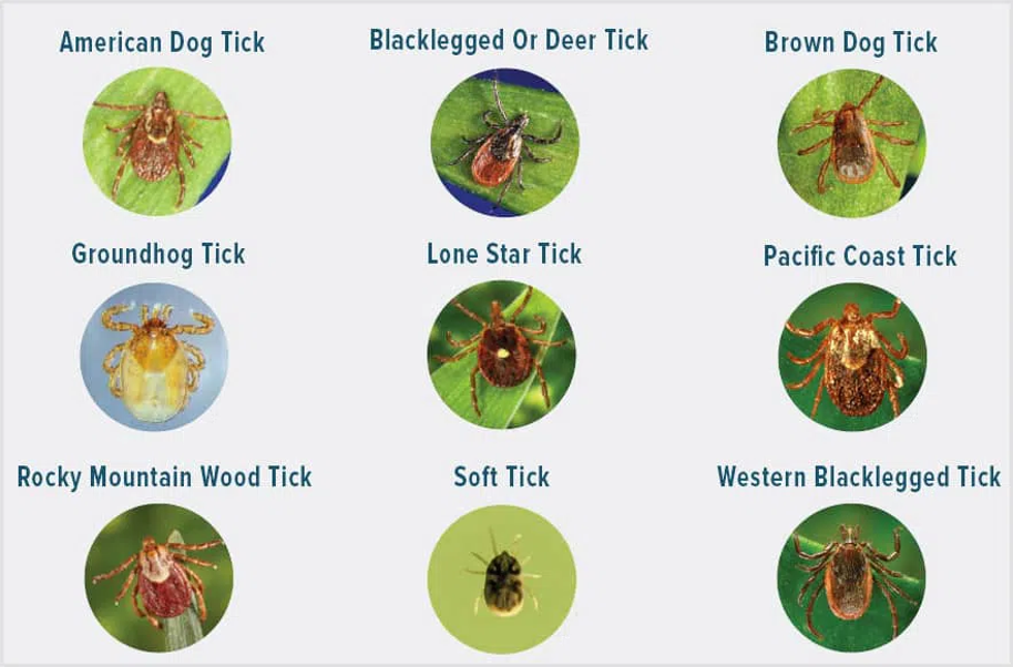 ticks-pests